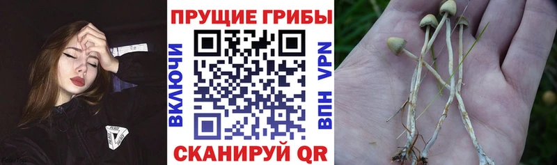 Галлюциногенные грибы Magic Shrooms Десногорск